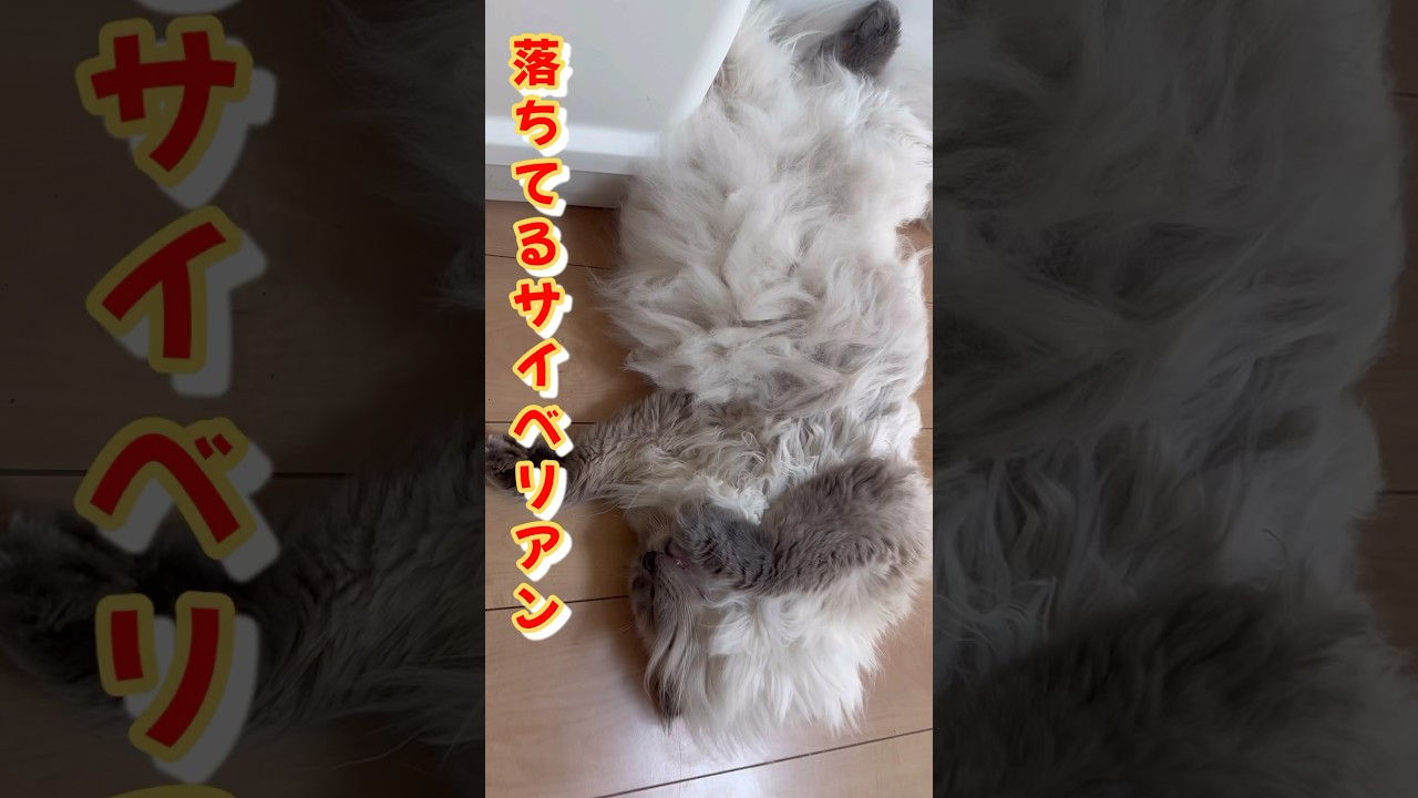 サイベリアン見つけました　#shorts