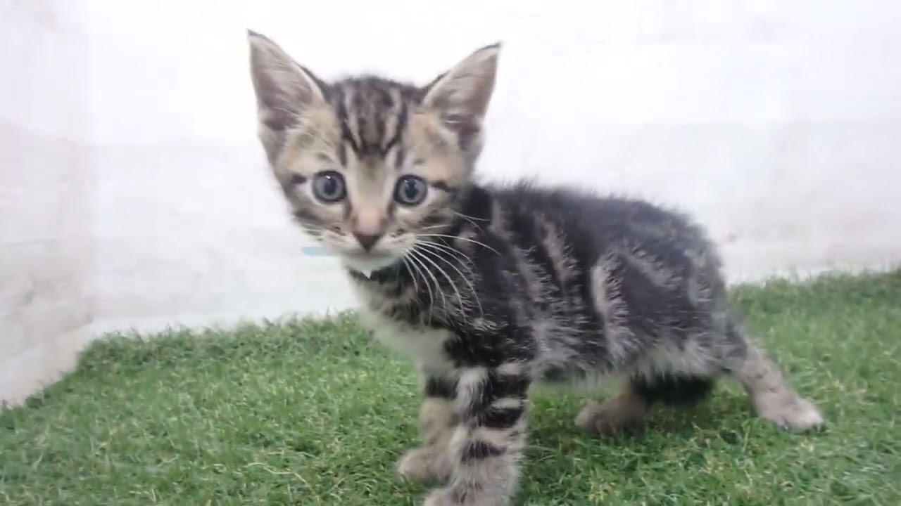 Coo&RIKU　No00679587 アメリカンショートヘアー