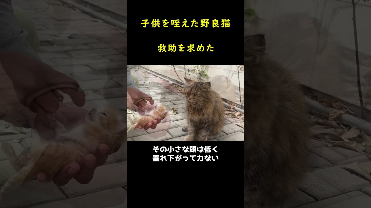 瀕死の子猫を咥えて助けを求めた母猫！！🐈