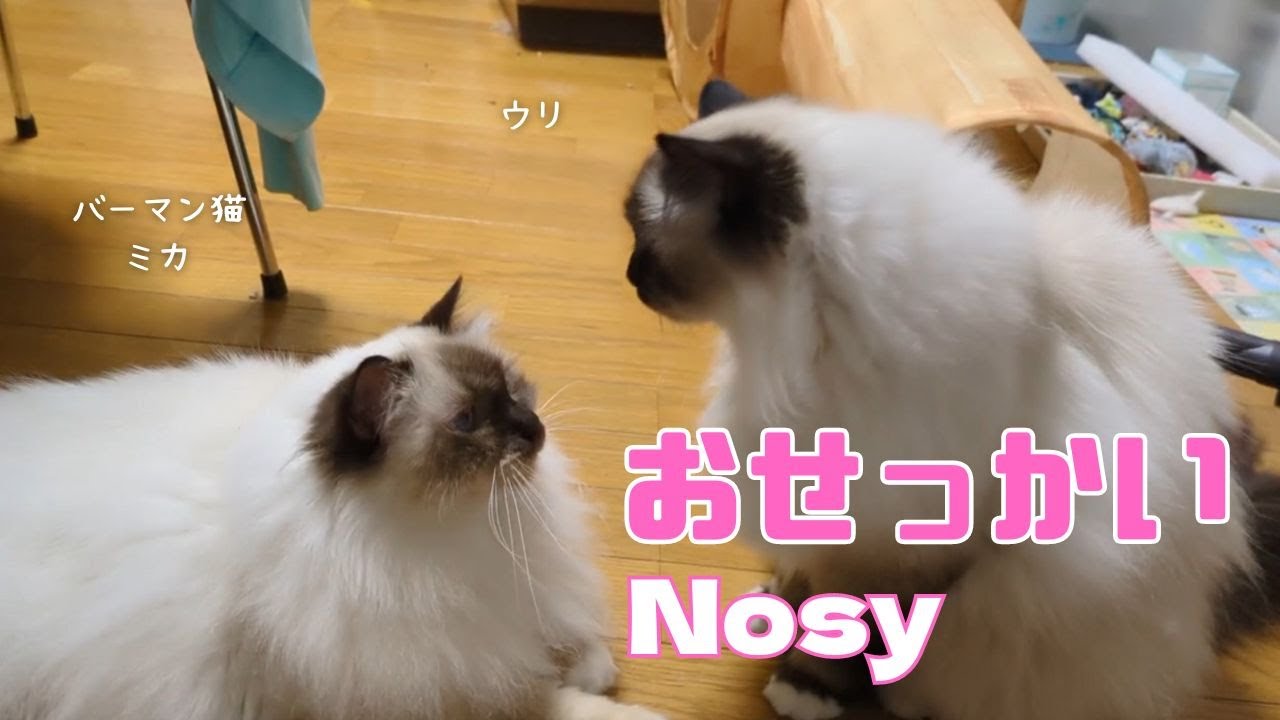 バーマン猫ミカとウリ【おせっかい】Nosy（バーマン猫）Birman/Cat