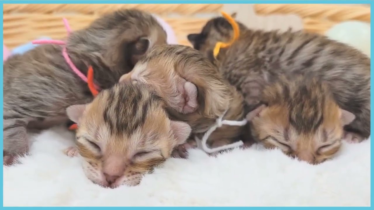 ペットショップCOO＆RIKU No00680880 エジプシャンマウ