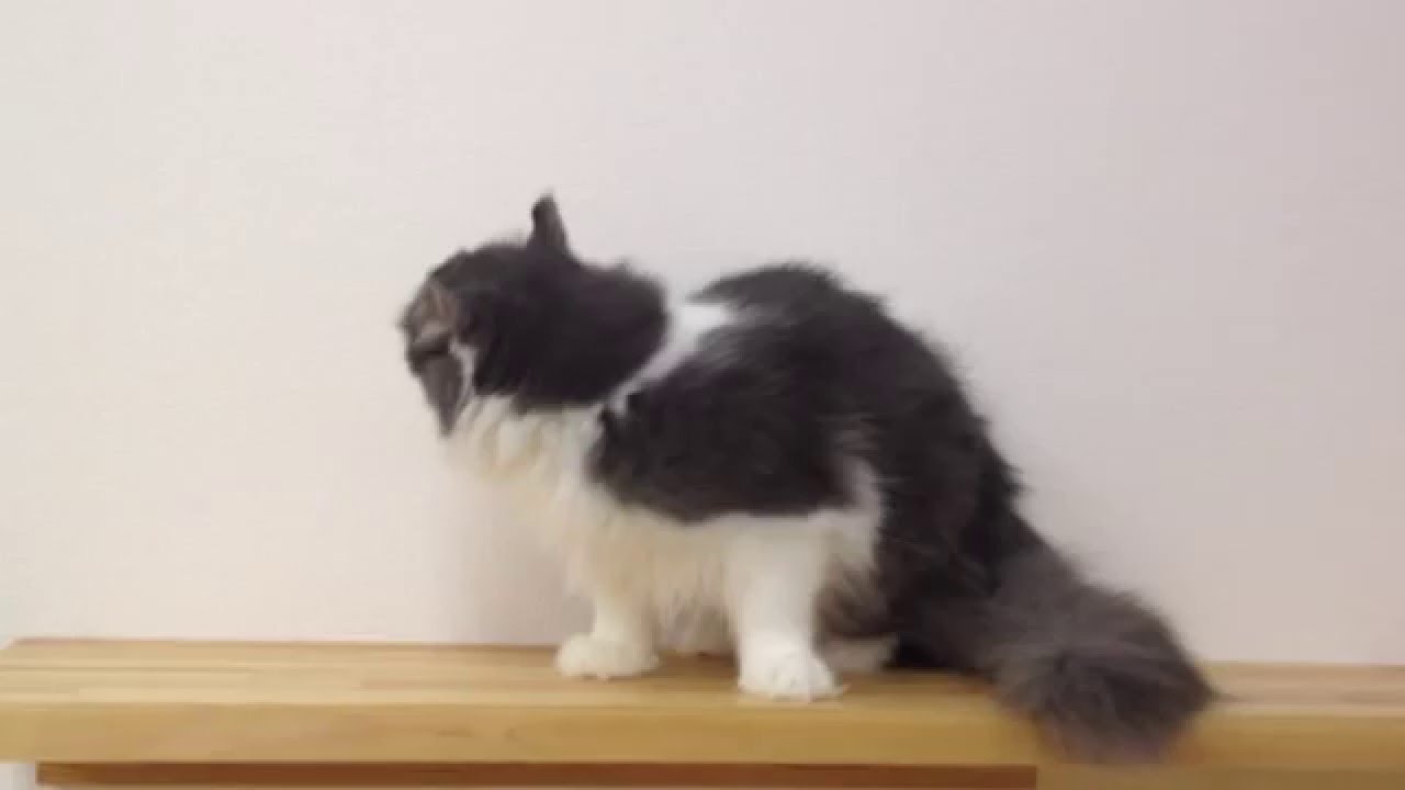 ペットショップＣＯＯ&ＲＩＫＵ　259481　アメリカンカール