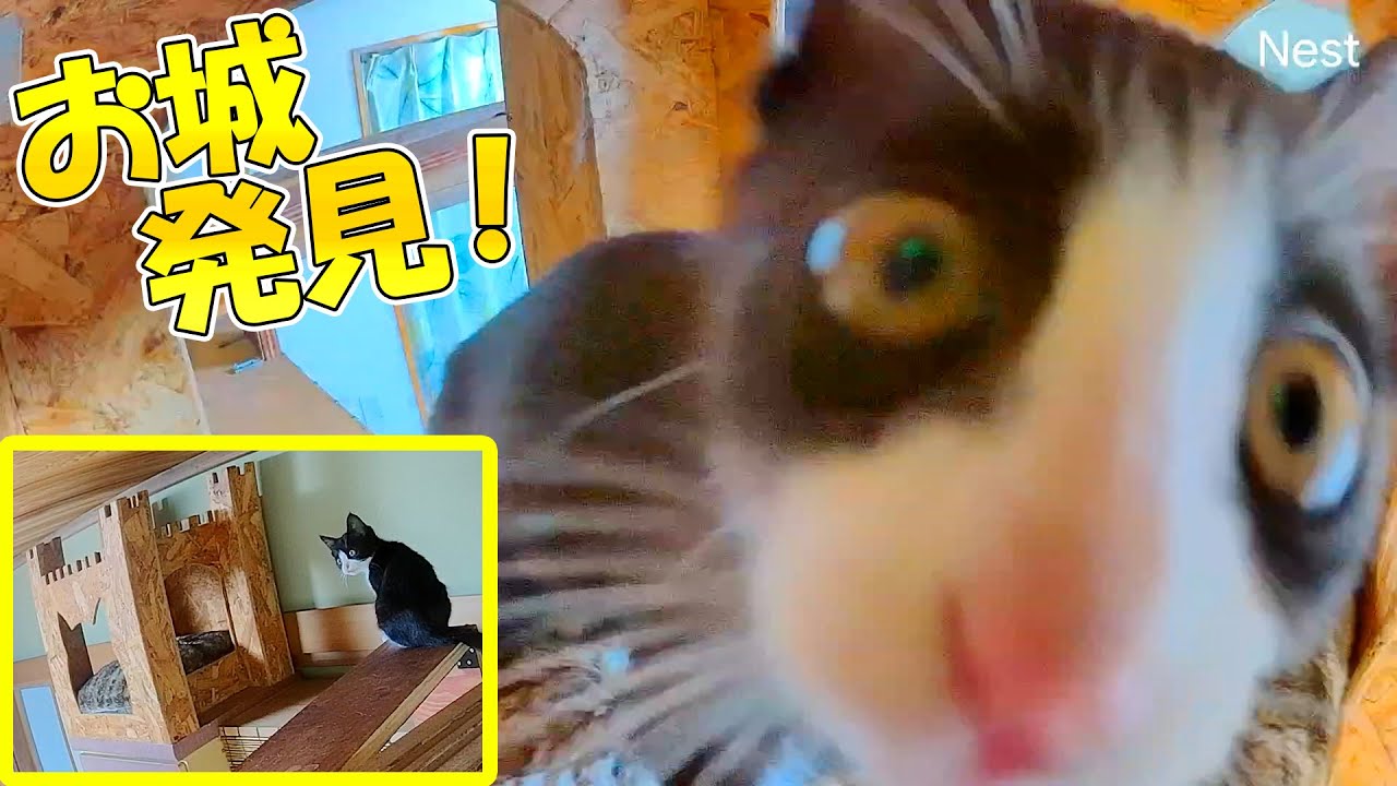 ついにお城を発見した子猫のさくら🏰🐈すぐに相棒を呼びに行くも‥結局最後は独り占め？【仲良し子猫姉妹の成長記録】