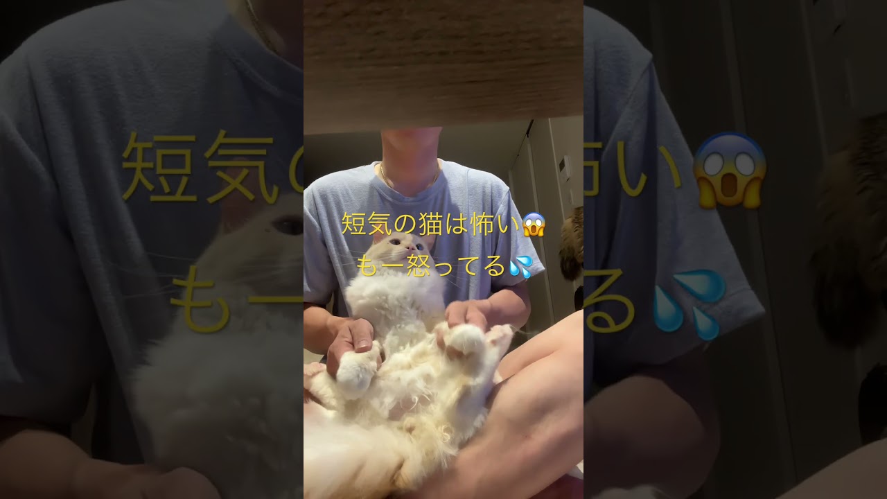 3匹目　ラグドール　がぶ　コエェー😱