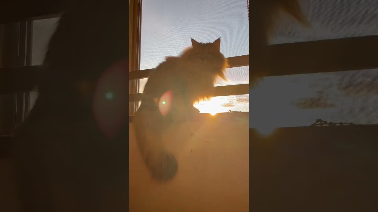 【5.4.3.2.1…】かわいいペルシャ猫【夕日に向かって♪】