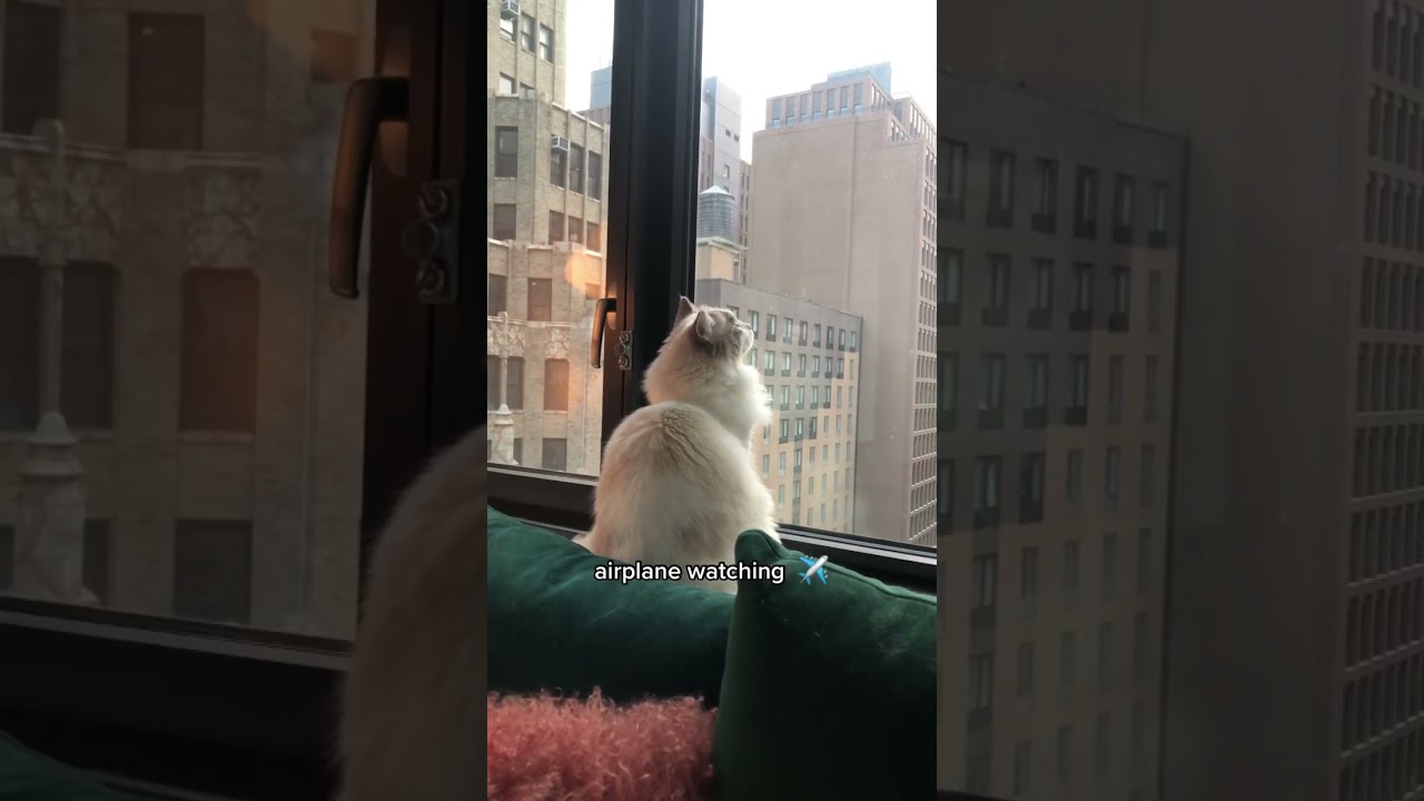 My Ragdoll cat’s favorite hobby #ragdoll #cat #shorts