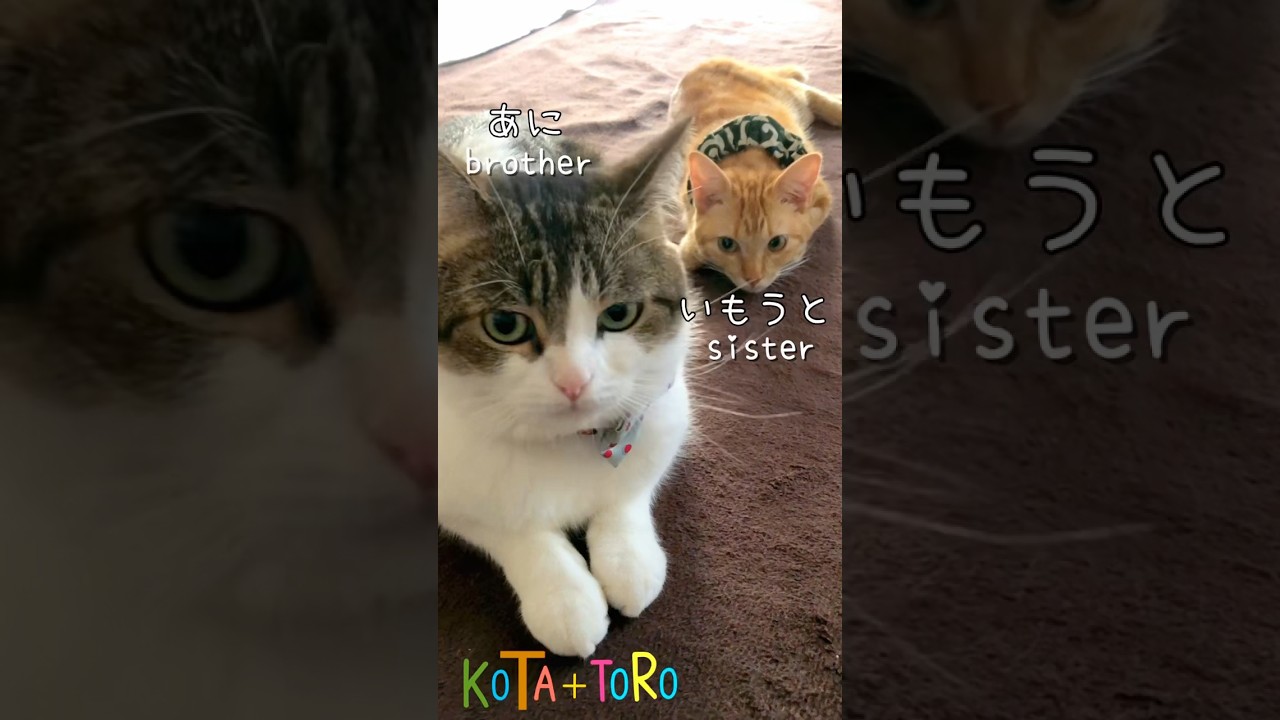 まったり猫兄弟👬😹　#ねこ #ねこ動画 #shorts