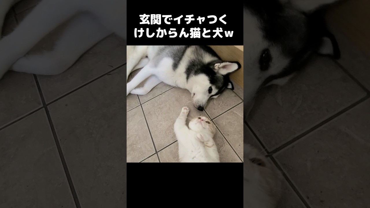 玄関でイチャつくけしからん猫と犬を発見しました...笑#shorts