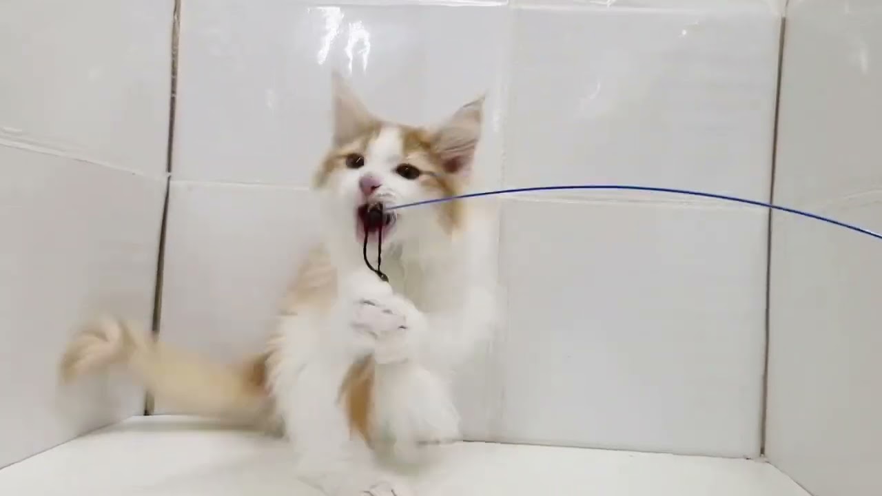 【 ノルウェージャンフォレストキャット 】一緒にたくさん遊んでくれるノルちゃん♡