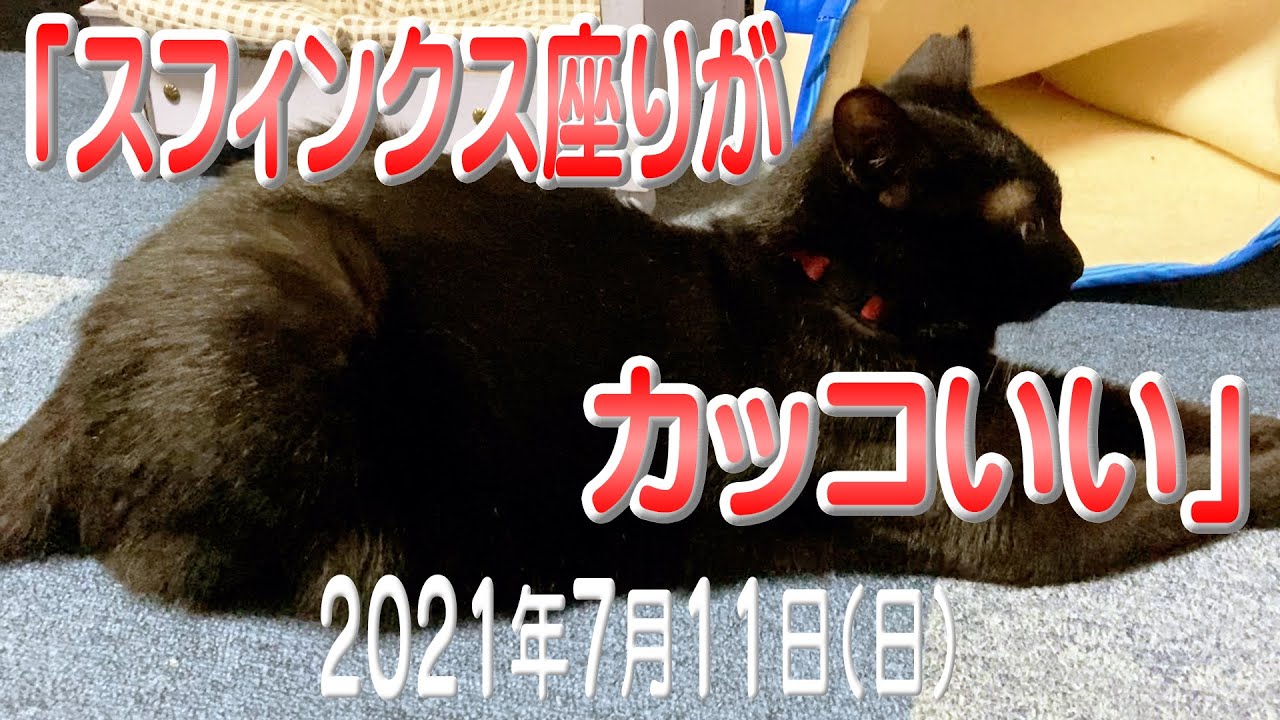 我が家の猫たち「スフィンクス座りがカッコいい」2021年7月11日(日) "Sphynx sitting is cool" #にゃんこ3きょうだい日記 #Diary_of_3Cats #猫動画 #ネコ
