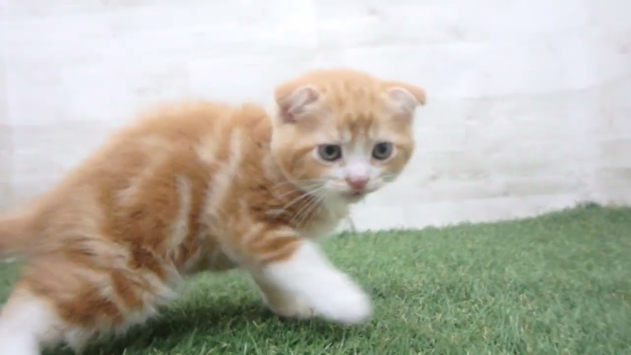 Coo&RIKU　No00680732 スコティッシュフォールド