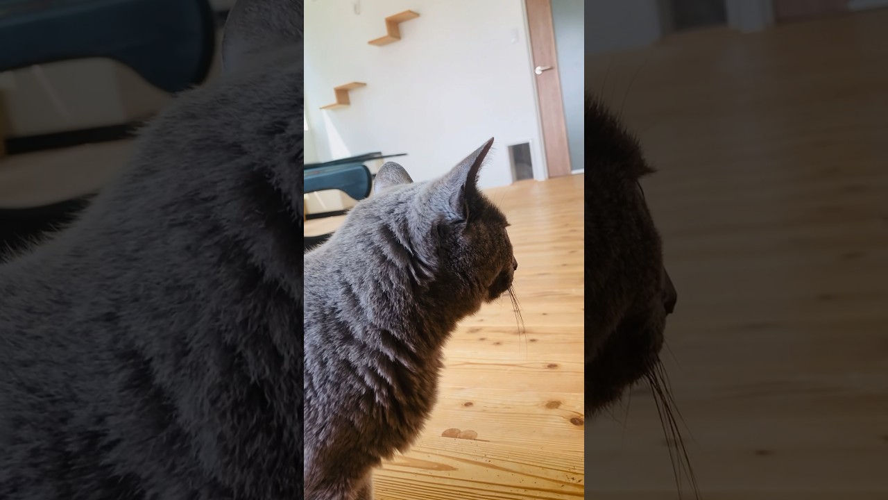 本日の皆さま〜#猫#そらちゃん#いぶりん#こころ#ロシアンブルー#アビシニアン#レッド#フォーン#window#cat#russianblue#abyssinian#fawn #red