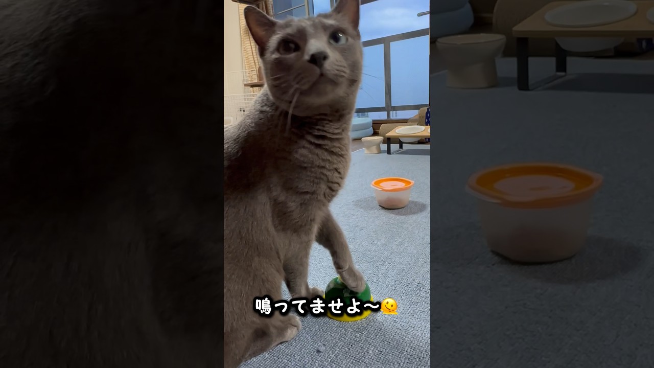 【ロシアンブルー】今朝のめろん...イマイチ乗らない朝かな🛎️🫢【猫】#shorts