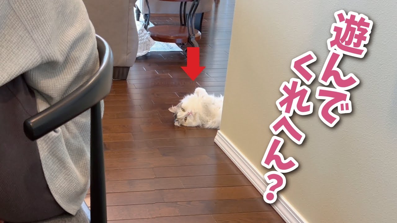 仕事中に猫を無視し続けたらこうなってました【関西弁でしゃべる猫】【猫アテレコ】