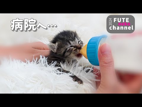 子猫の様子がおかしいので病院へ行ってきました【保護子猫】