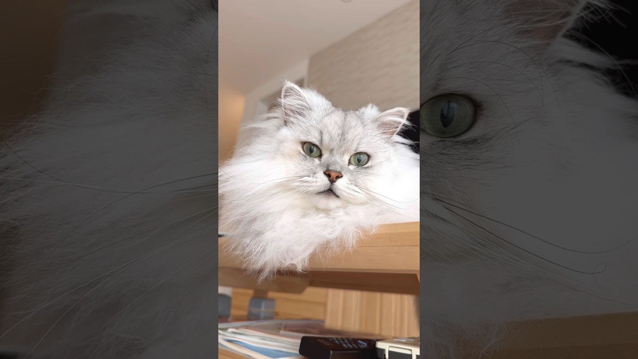 何度も話しかけてくる猫 【サイベリアン】 #Shorts