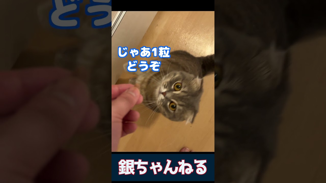 つまみ食いしようとする猫　#マンチカン