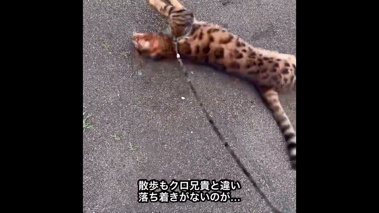 No.0739【ベンガル猫レオのお散歩】ショートバージョンPart1