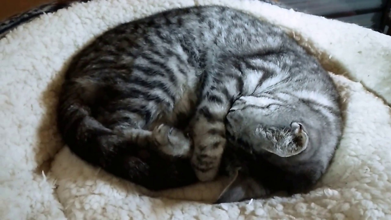 アメショー　VS 　アメリカンカール