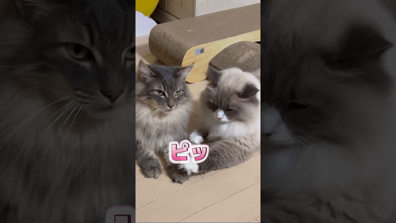 まな猫たちに毎日癒されています #shorts #ノルウェージャンフォレストキャット #サイベリアン #アビシニアン #cat