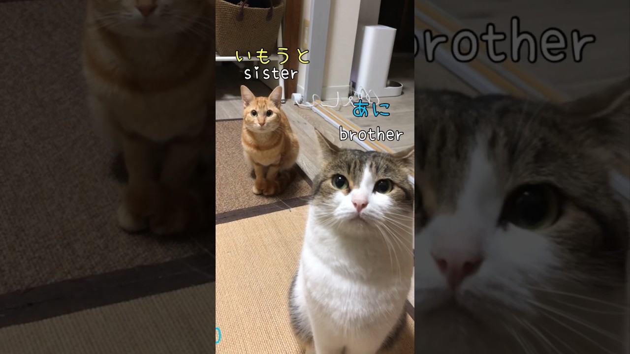 ニャルソック兄弟👬😼　#ねこ #ねこ動画 #shorts