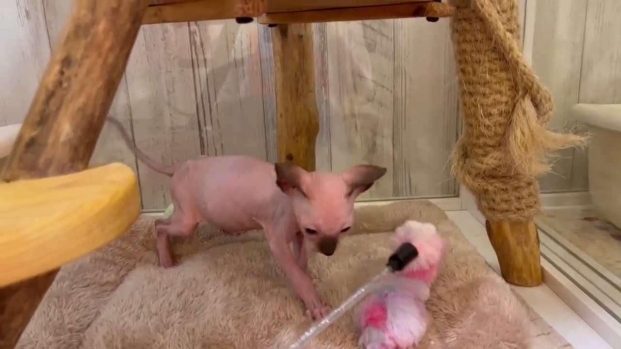 スフィンクス　男の子　2024/04/21生まれ