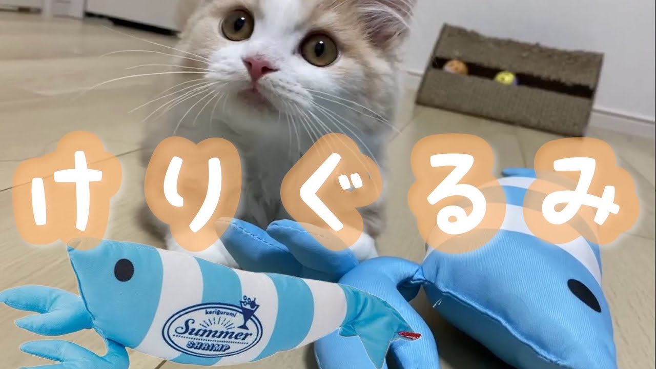 【初主演】子猫、初めての蹴りぐるみ渡すだけでできるのか