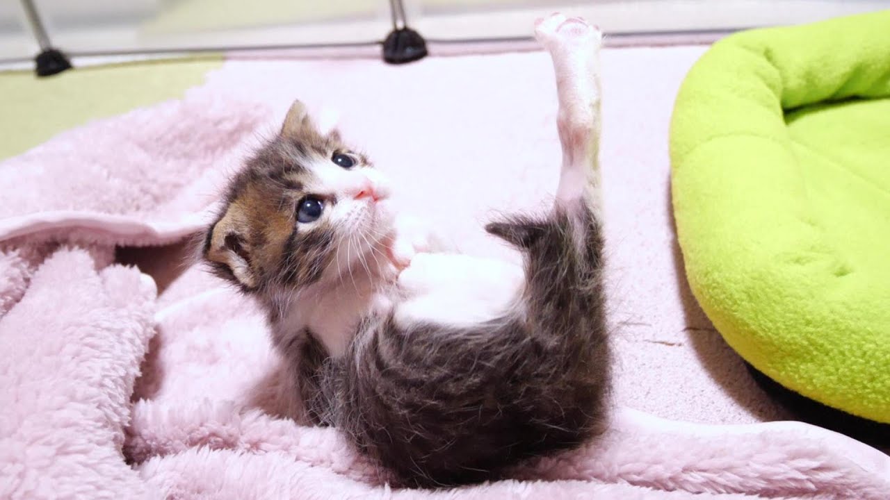 子猫が不思議な動きをしていたけど何かの儀式かな？【赤ちゃん猫　保護猫】