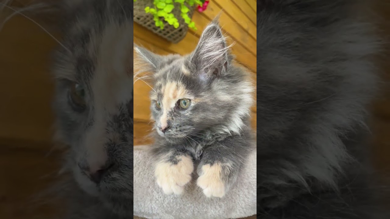 Scopri il Fascino di una Gattina Maine Coon: La Magia di Mendy | Video Imperdibile!