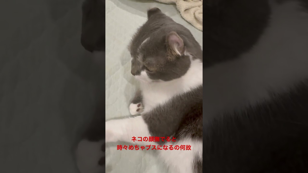 アメリカンカールのたぴさん、今日も可愛い　#アメリカンカール