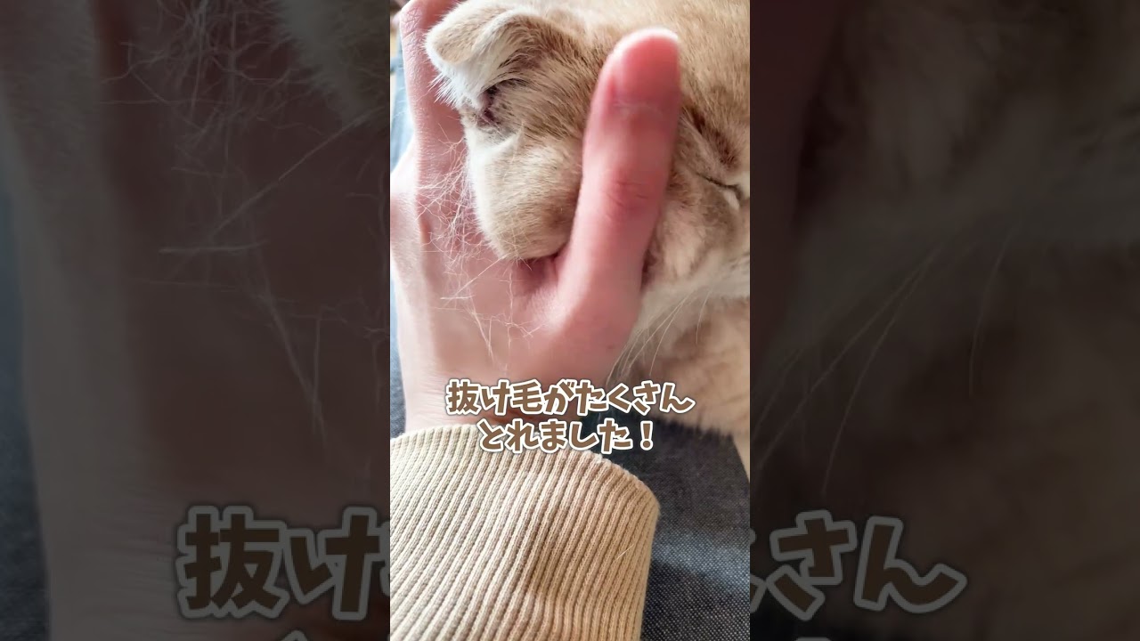 もう春ですね…【スコティッシュフォールド】#shorts #かわいい #子猫