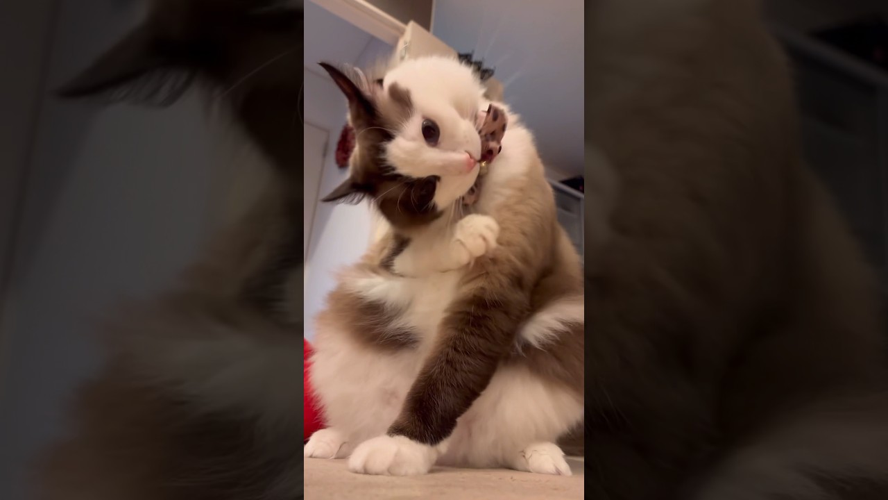 【猫動画】にゃんにゃんにゃん♡#猫 #ラグドール#にゃん