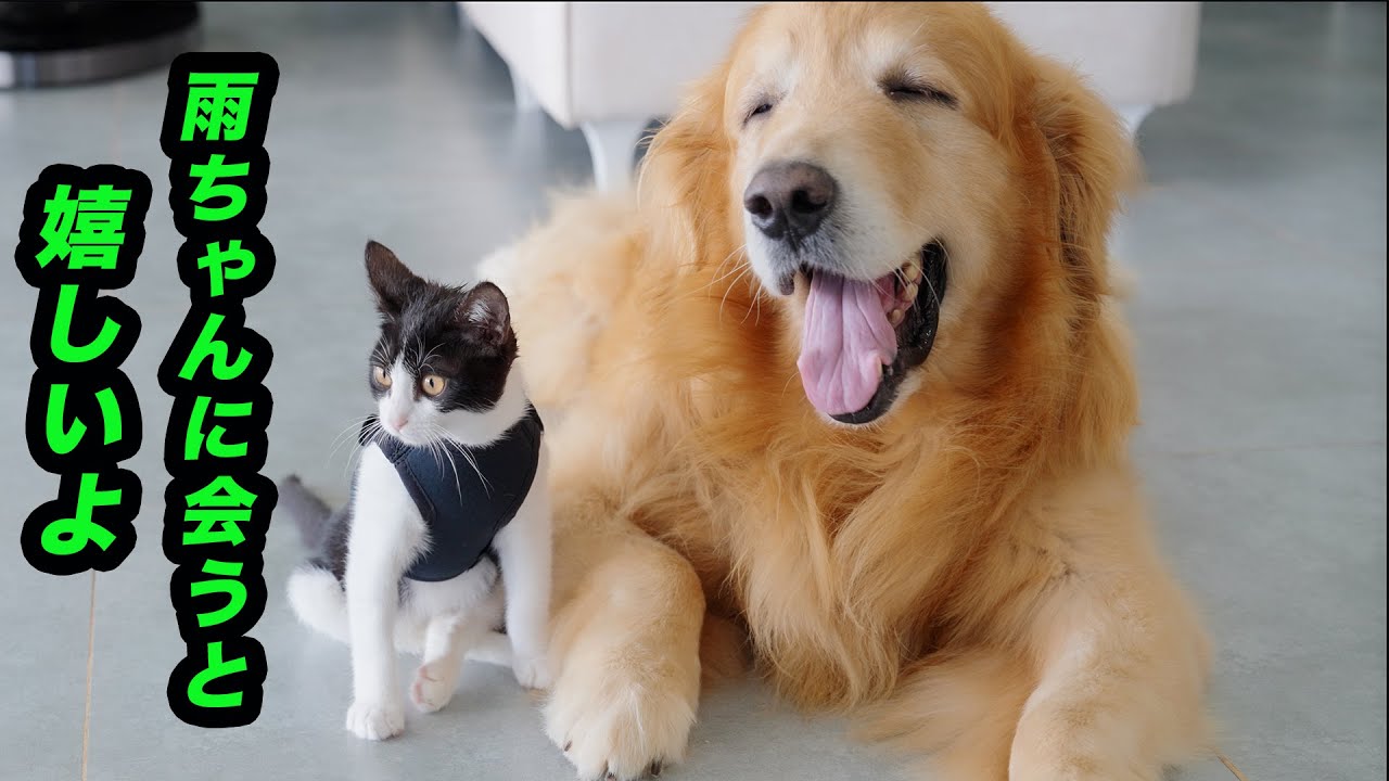 車椅子の子猫の妹に会えると超嬉しそうなゴールデンレトリバー
