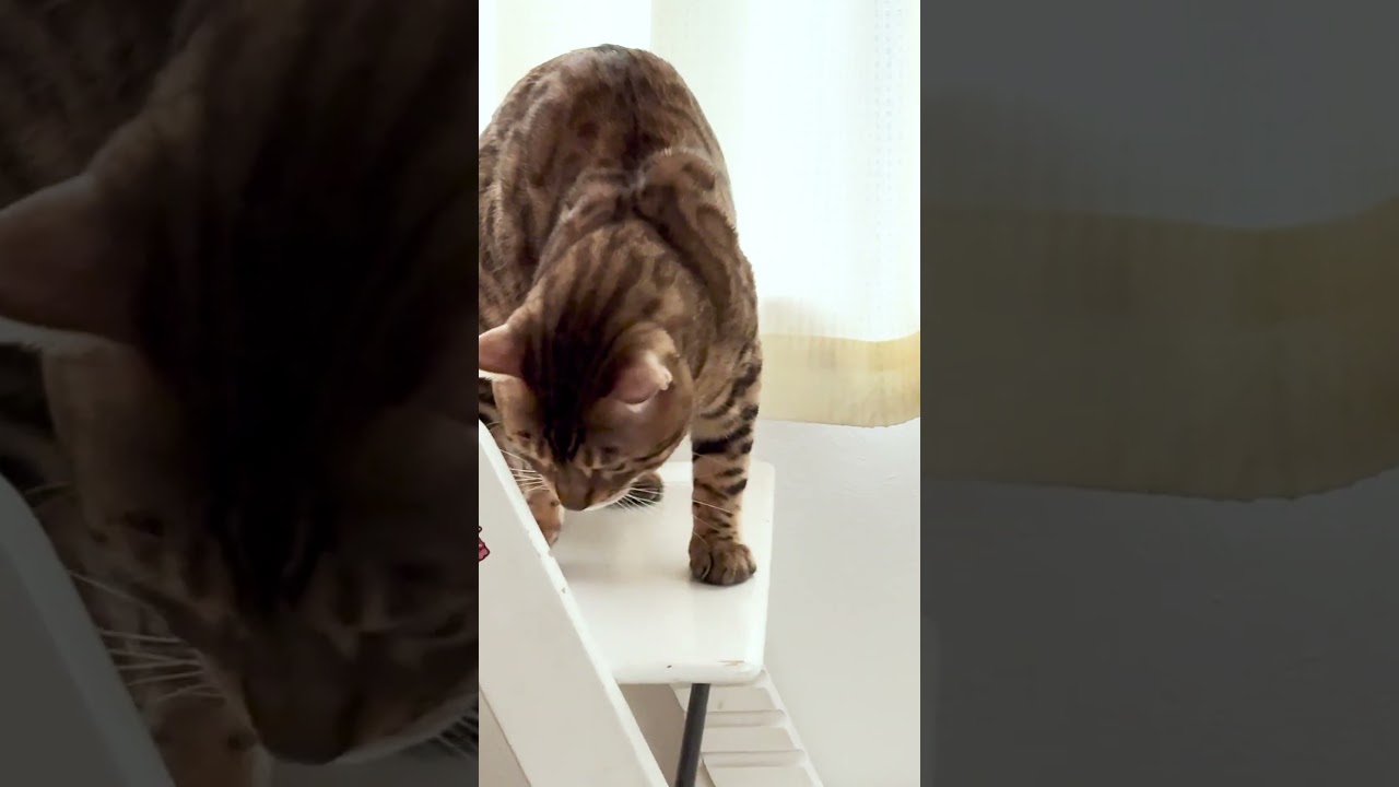 可愛いポーズでニャルソックするベンガル猫