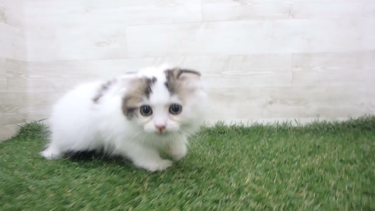 Coo&RIKU　No00681062 スコティッシュフォールド