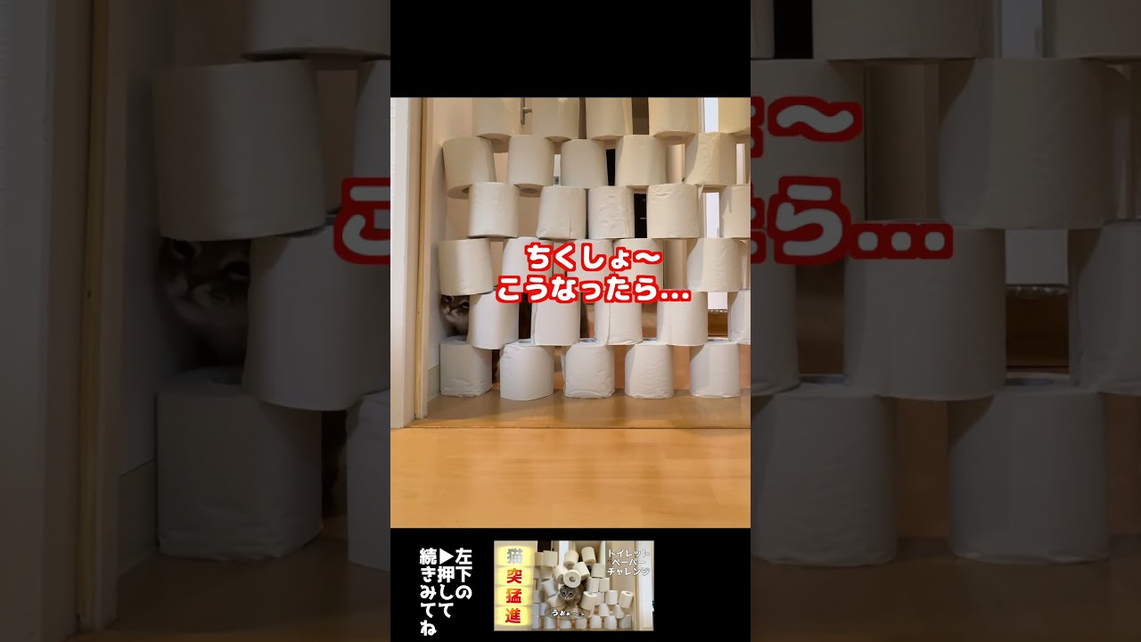 トイレットペーパー跳ぶ猫　#マンチカン　　#猪突猛進