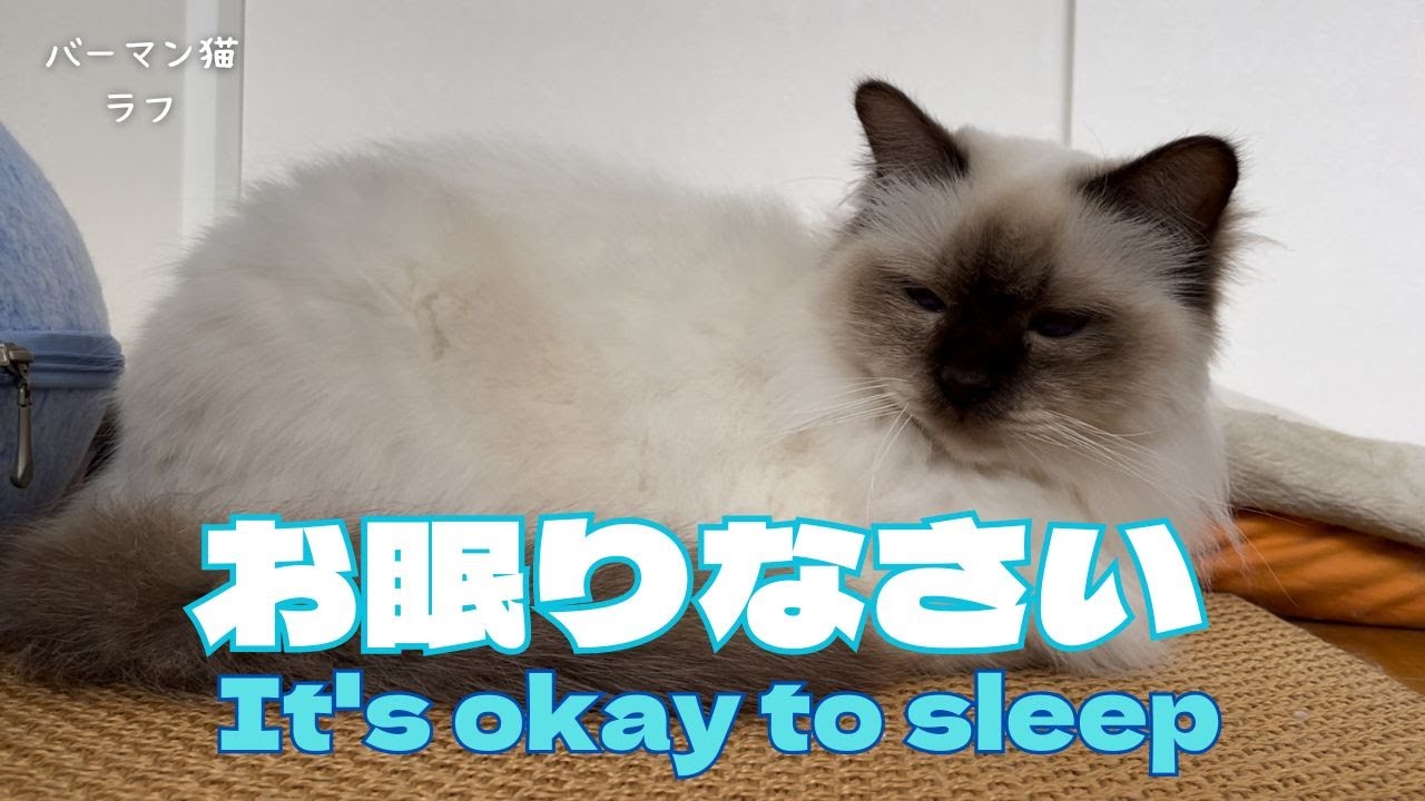 バーマン猫ラフ【お眠りなさい】It's okay to sleep（バーマン猫）Birman/Cat