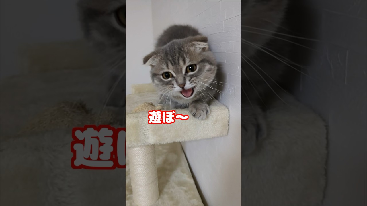 遊びたくておねだりする子猫　#マンチカン