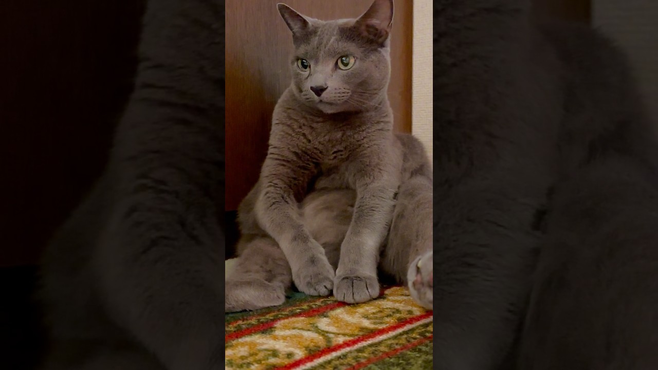 【ロシアンブルー】めろんおっちゃん座りでまったり🤭【猫】#shorts