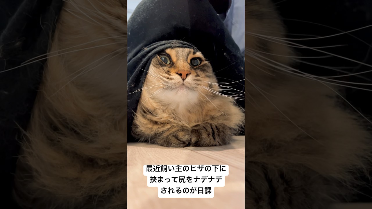 おしり撫でられるの大好きネコちゃん #猫 #サイベリアン #マッサージ
