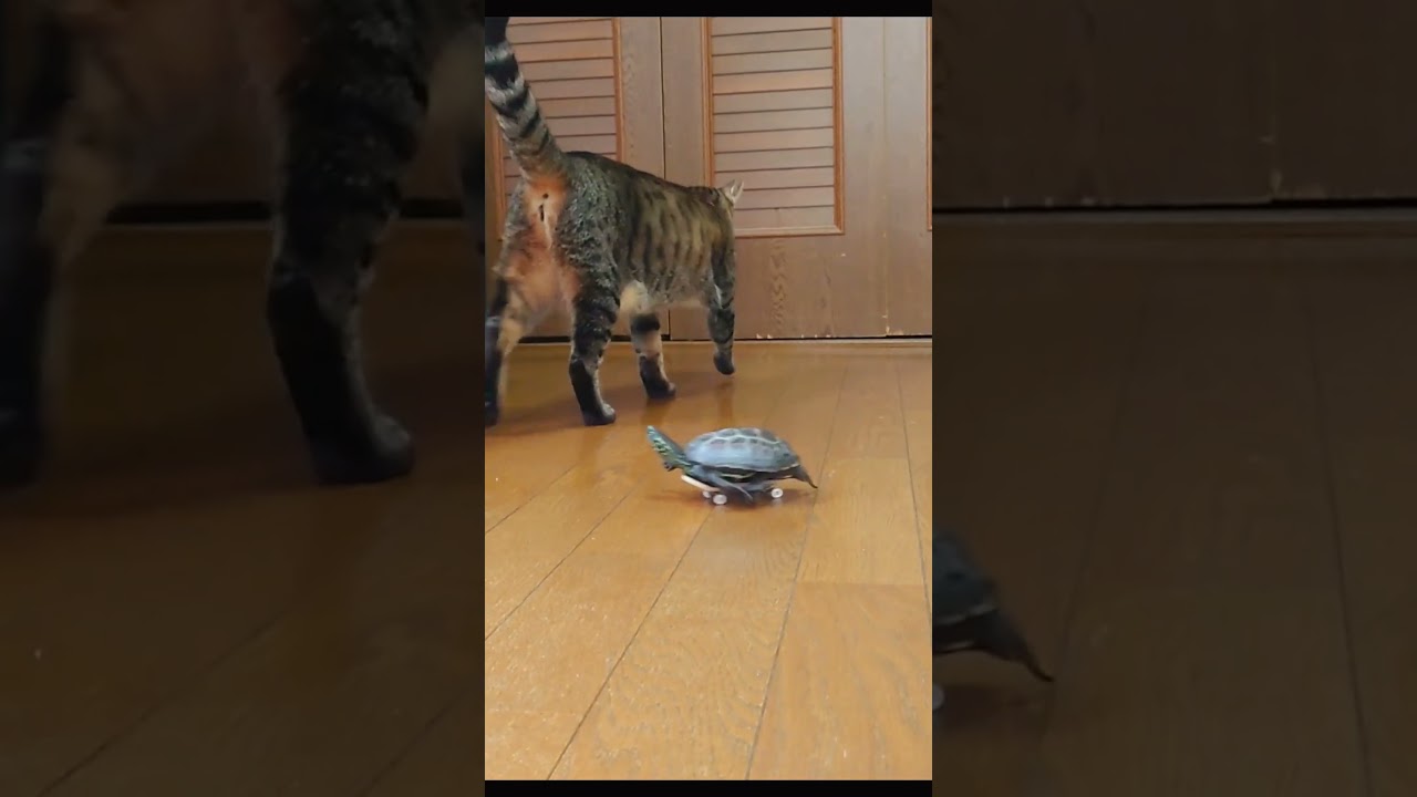 こんなん絶対笑うwww【 #猫と亀 】