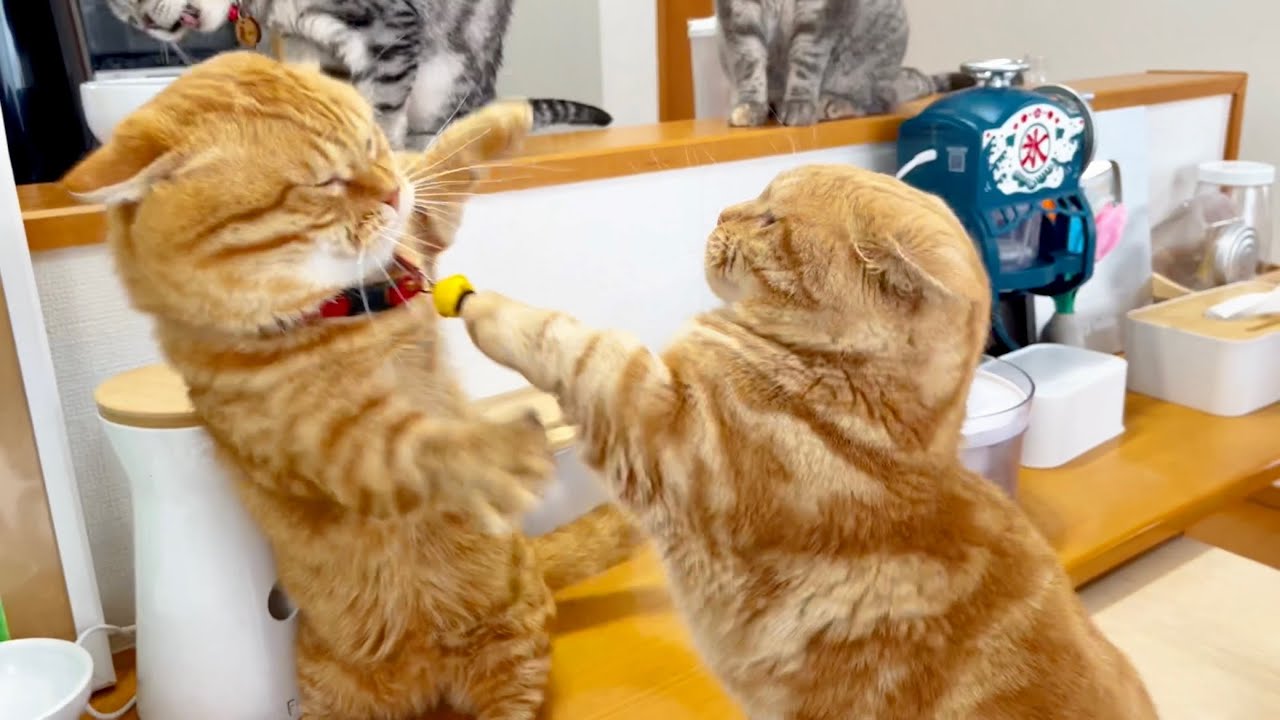 マンチカンパンチで爪が鈴に引っかかってしまいドン引きのちゃーぼーとぽちゃ