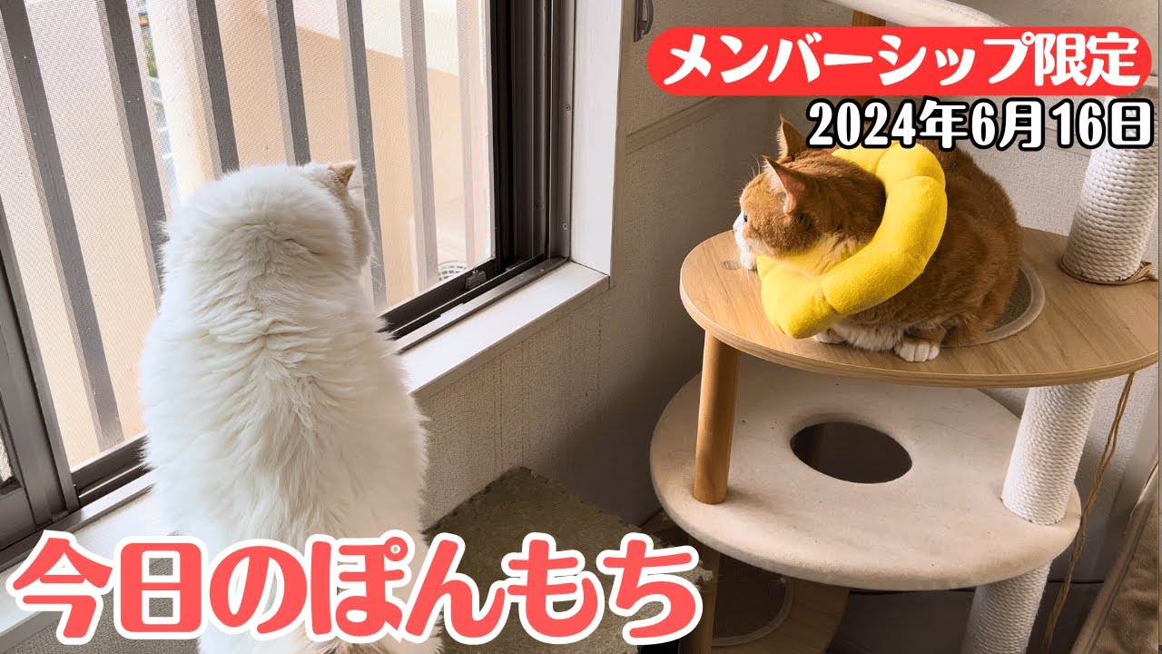 【特別公開】この動画は6月16日にメンバー限定で公開した動画です！