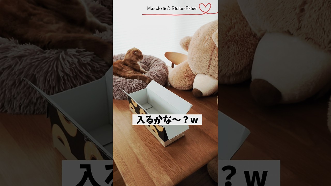 【マンチカン】短足猫が細長い箱に入るか実験したらこうなった 【犬と猫、両方飼ってると毎日かわいい♥】