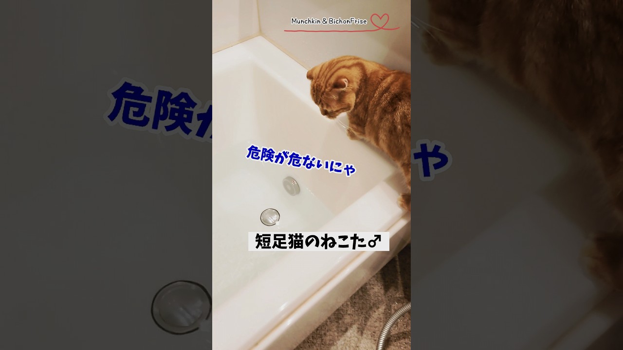 【マンチカン】怖いのにお風呂に遊びに来ちゃう短足猫 【犬と猫、両方飼ってると毎日かわいい♥】