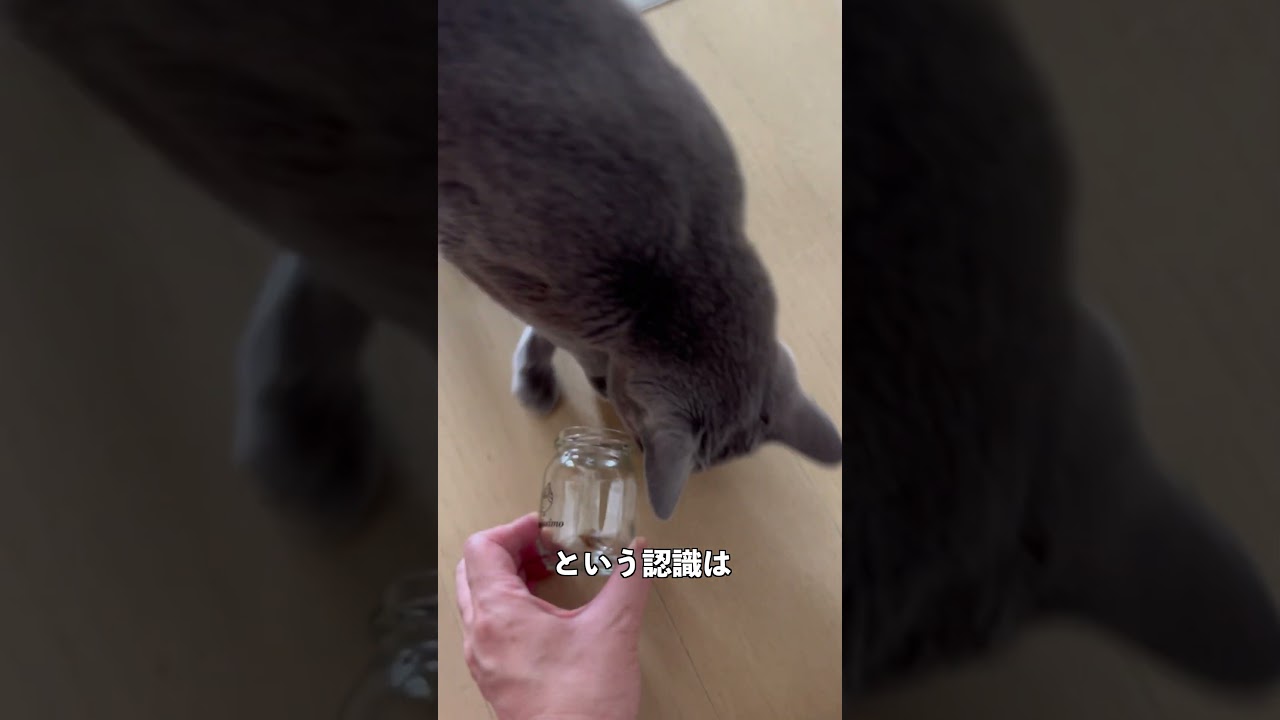 ウィルの毎日 373 早食い防止Tiramissimoの瓶、数日後。 #ロシアンブルー #RussianBlue