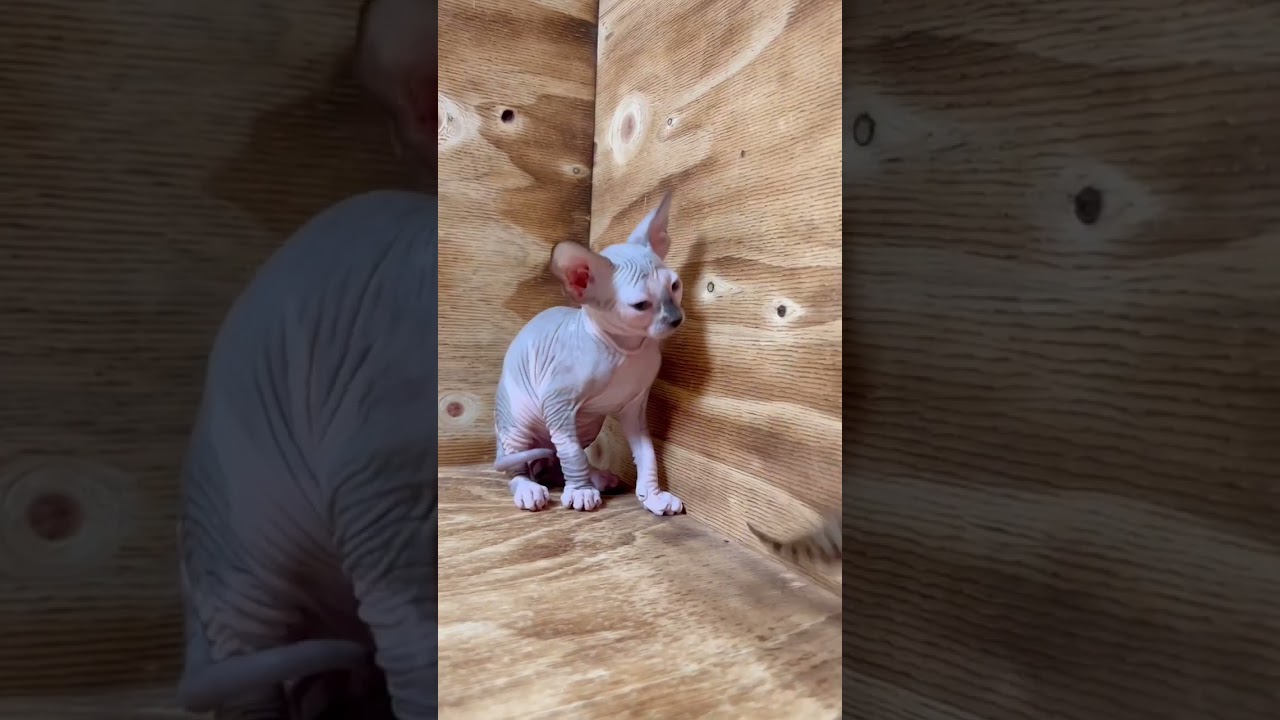 スフィンクス 可愛いお顔の子です♡（毛色：ブルー&ホワイト）