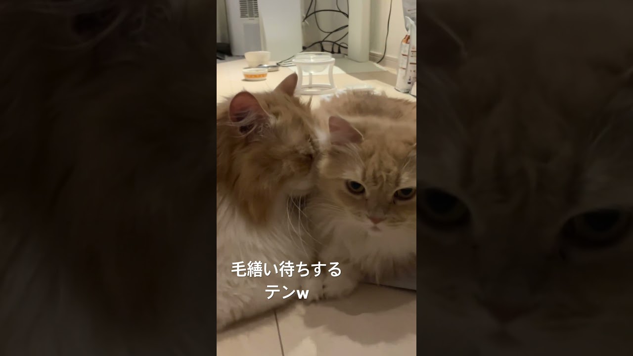仲良し夫婦 #サイベリアン#猫 #cat #고양이 #Siberian #多頭飼い #siberiancat