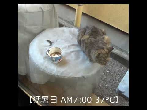 【Extremely Hot Day】5 #shorts