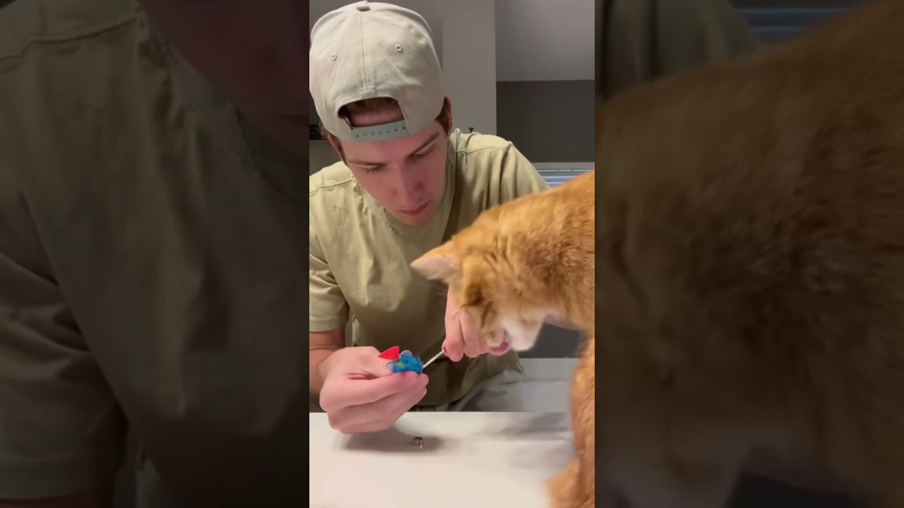 Tragedy Has Struck… 😭